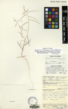 Type specimen at Edinburgh (E). Collenette, Iris: 5713. Barcode: E00154779.