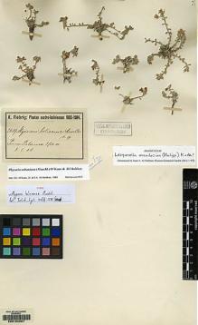 Type specimen at Edinburgh (E). Fiebrig, Karl: 2619. Barcode: E00154807.