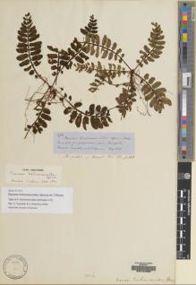 Type specimen at Edinburgh (E). Spruce, Richard: 4710. Barcode: E00154989.