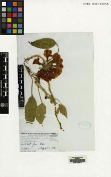 Type specimen at Edinburgh (E). Pulle, August: 1123. Barcode: E00155014.
