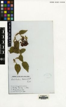 Type specimen at Edinburgh (E). Versteeg, Gerard: 1667. Barcode: E00155015.