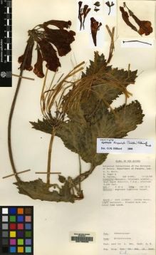 Type specimen at Edinburgh (E). New Guinea Forestry Department (NGF): 41592. Barcode: E00155026.