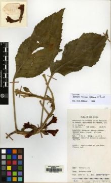 Type specimen at Edinburgh (E). New Guinea Forestry Department (NGF): 42991. Barcode: E00155028.