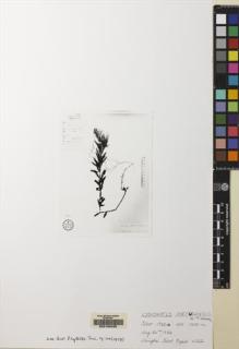 Type specimen at Edinburgh (E). Qinghai Xizang Expedition: 4522. Barcode: E00155035.