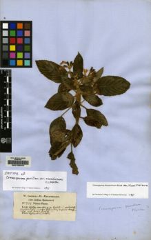 Type specimen at Edinburgh (E). Jameson, W.: 379. Barcode: E00155043.
