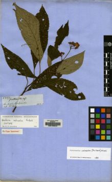 Type specimen at Edinburgh (E). Spruce, Richard: 5069. Barcode: E00155044.