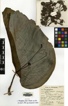 Type specimen at Edinburgh (E). Burtt, Brian; Martin, Adam: B.4743. Barcode: E00155056.