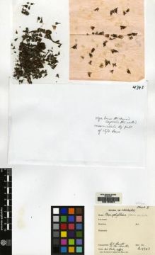 Type specimen at Edinburgh (E). Burtt, Brian; Martin, Adam: B.4743. Barcode: E00155057.