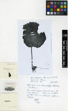 Type specimen at Edinburgh (E). Beccari, Odoardo: 211. Barcode: E00155059.