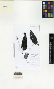 Type specimen at Edinburgh (E). Eyma, Pierre: 3875. Barcode: E00155063.