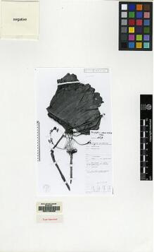 Type specimen at Edinburgh (E). Kostermans, André Joseph Guillaume Henri: 13393. Barcode: E00155068.