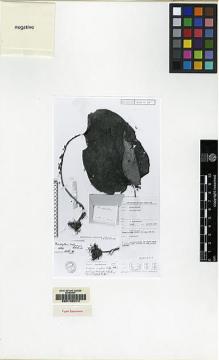 Type specimen at Edinburgh (E). Kostermans, André Joseph Guillaume Henri: . Barcode: E00155074.