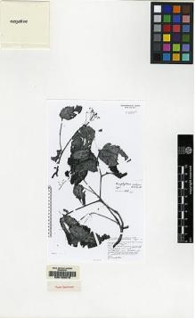 Type specimen at Edinburgh (E). De Wilde, W.; De Wilde-Duyfjes, Brigitta: 14010. Barcode: E00155078.
