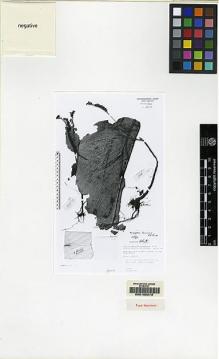Type specimen at Edinburgh (E). De Wilde, W.; De Wilde-Duyfjes, Brigitta: 12018. Barcode: E00155079.