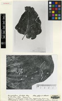 Type specimen at Edinburgh (E). Teysmann, Johannes: . Barcode: E00155080.