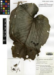 Type specimen at Edinburgh (E). Argent, George; Kerby, J.: 810. Barcode: E00155090.