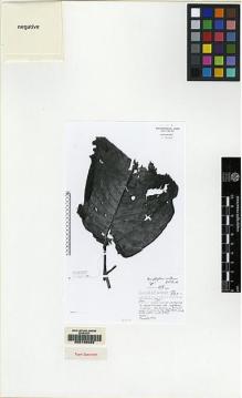 Type specimen at Edinburgh (E). De Wilde, W.; De Wilde-Duyfjes, Brigitta: 13811. Barcode: E00155092.