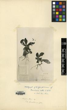Type specimen at Edinburgh (E). Barthe, M.: . Barcode: E00155095.
