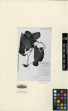 Type specimen at Edinburgh (E). Kostermans, André Joseph Guillaume Henri: 5414. Barcode: E00155101.