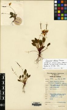 Type specimen at Edinburgh (E). Yu, Tse-tsun: 19614. Barcode: E00155108.