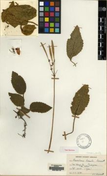 Type specimen at Edinburgh (E). Put, Nai: 3428. Barcode: E00155110.
