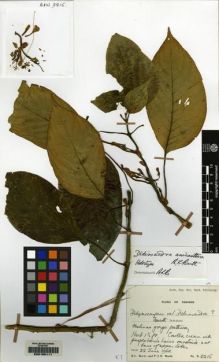 Type specimen at Edinburgh (E). Burtt, Brian; Woods, Patrick: B.2215. Barcode: E00155111.