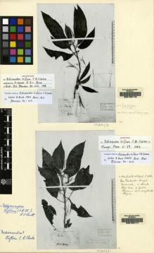 Type specimen at Edinburgh (E). Teysmann, Johannes: 11217. Barcode: E00155116.