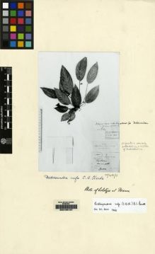 Type specimen at Edinburgh (E). Teysmann, Johannes: 11211. Barcode: E00155127.