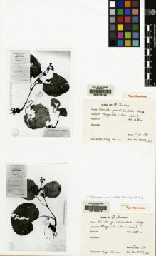 Type specimen at Edinburgh (E). Wang, Chi-Wu: 75354. Barcode: E00155144.