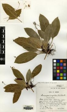 Type specimen at Edinburgh (E). Burtt, Brian; Woods, Patrick: B.1840. Barcode: E00155189.