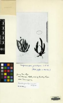 Type specimen at Edinburgh (E). Beccari, Odoardo: 3229. Barcode: E00155197.