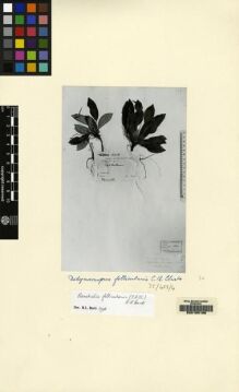 Type specimen at Edinburgh (E). Teysmann, Johannes: 11218. Barcode: E00155198.