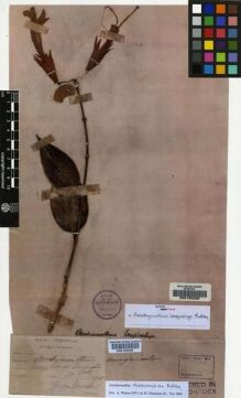 Type specimen at Edinburgh (E). Burn-Murdock, Alfred: . Barcode: E00155200.