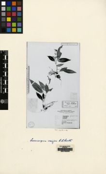 Type specimen at Edinburgh (E). Meijer, W.: 7083. Barcode: E00155206.