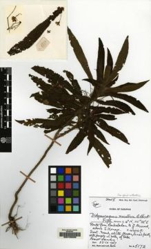 Type specimen at Edinburgh (E). Burtt, Brian; Martin, Adam: B.5172. Barcode: E00155208.