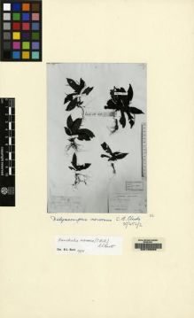 Type specimen at Edinburgh (E). Beccari, Odoardo: 3889. Barcode: E00155209.