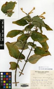 Type specimen at Edinburgh (E). Cultivated Plant of the RBGE (CULTE): C5939. Barcode: E00155211.