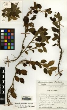 Type specimen at Edinburgh (E). Burtt, Brian; Woods, Patrick: B2097. Barcode: E00155213.