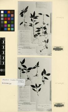 Type specimen at Edinburgh (E). Winkler, Hans: 1058. Barcode: E00155214.
