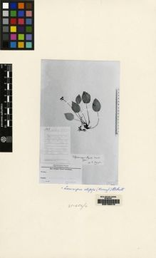 Type specimen at Edinburgh (E). Winkler, Hans: 661. Barcode: E00155216.