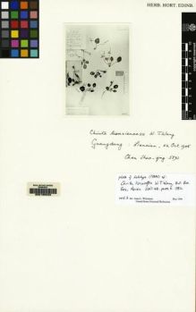 Type specimen at Edinburgh (E). Chen, S.K.: 5890. Barcode: E00155234.