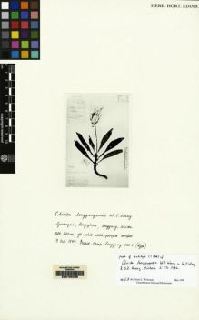 Type specimen at Edinburgh (E). Longzhou Comp. Exped.: 11004. Barcode: E00155236.