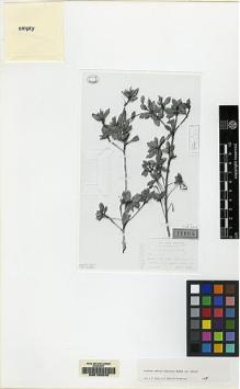 Type specimen at Edinburgh (E). Ekman, E.: 5503. Barcode: E00155242.