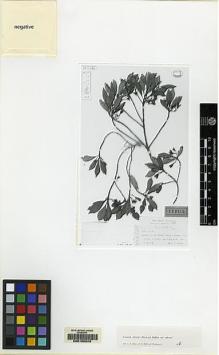 Type specimen at Edinburgh (E). Ekman, E.: 9328. Barcode: E00155243.