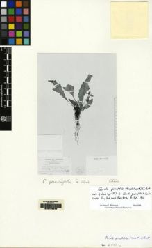 Type specimen at Edinburgh (E). Ts'ang, Wai: 22710. Barcode: E00155244.