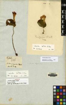 Type specimen at Edinburgh (E). Wallich, Nathaniel: 806A. Barcode: E00155253.