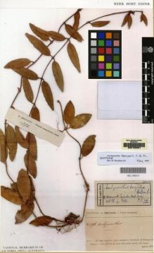 Type specimen at Edinburgh (E). Beccari, Odoardo: 796. Barcode: E00155261.