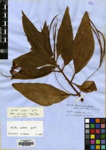 Type specimen at Edinburgh (E). Walker, George: 1722. Barcode: E00155265.