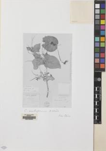 Type specimen at Edinburgh (E). Eberhardt, Philippe: 3332. Barcode: E00155268.