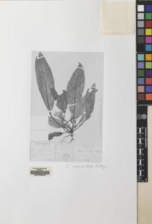 Type specimen at Edinburgh (E). Eberhardt, Philippe: 4004. Barcode: E00155270.
